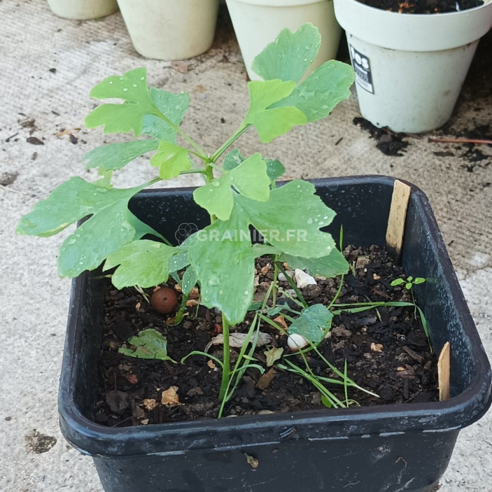 Kit Cadeau Graines Ginkgo Biloba - 4 Graines Avec Instructions, Substrat Et Boîte Cadeau, Arbre Préhistorique